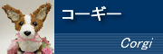 �R�[�M�[