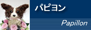 �p�s����