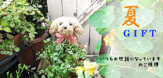 犬猫動物トピアリー お中元夏ギフト 鉢植え プリザーブドフラワーアレンジ