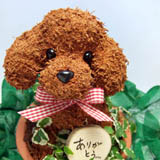 �g�C�v�[�h���̐��ۃg�s�A���[�����i