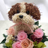 �V�[�Y�[�̃v���U�[�u�h�t�����[�A�����W