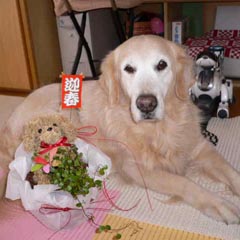 ���q�l���璸�����摜
