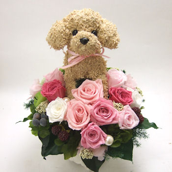 �e�f�B�x�A�v�[�h���v���U�[�u�h�t�����[�A�����Wbeauty