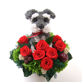 �V���i�E�U�[�̃v���U�[�u�h�t�����[�A�����WCute
