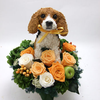 �r�[�O���̃v���U�[�u�h�t�����[�A�����WCute