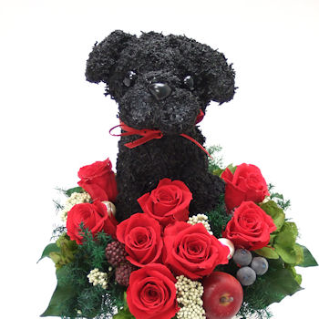 ���p�O�̃v���U�[�u�h�t�����[�A�����Wcute