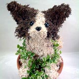 パピヨンの水苔トピアリーベビーサイズ