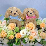 ���ǂ��Q�C�̃g�s�A���[�t�����[�A�����W