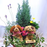 ベビートピアリー2匹の寄せ植え 部分染め(10号鉢)