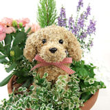 �`���C���h�g�s�A���[�񂹐A��