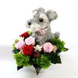 �V���i�E�U�[�̃v���U�[�u�h�t�����[�A�����W