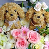 �E�F���J���h�b�O�t�����[�A�����W�E�F���J���{�[�h�t��