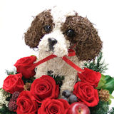 �L���o���A�̃g�s�A���[�v���U�[�u�h�t�����[�A�����W
