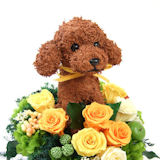 �g�C�v�[�h���̃v���U�[�u�h�g�s�A���[�t�����[�A�����W