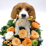 �r�[�O���̃v���U�[�u�h�t�����[�A�����W
