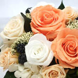 �v���U�[�u�h�t�����[�A�����W�A�t�^�k�[���e�B