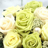 �v���U�[�u�h�t�����[Freshness�@GREEN