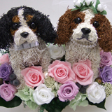 �E�F���J���h�b�O�y�L���o���A�z�������p