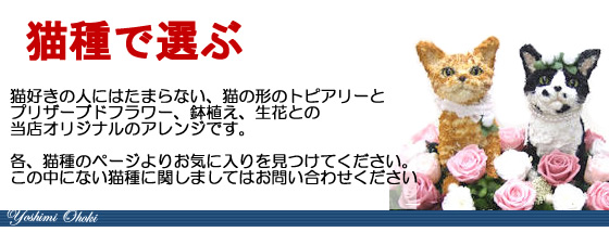 猫好きが喜ぶプレゼント,猫の花ギフト 猫のプリザーブドフラワーアレンジ 鉢植え