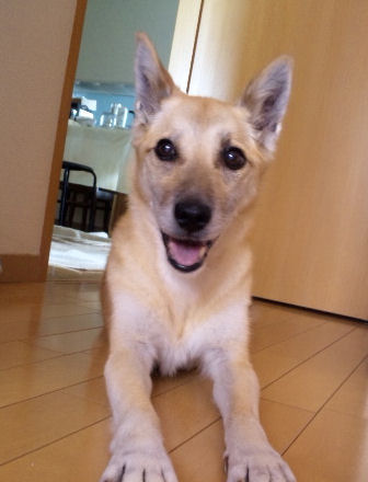愛犬プリン