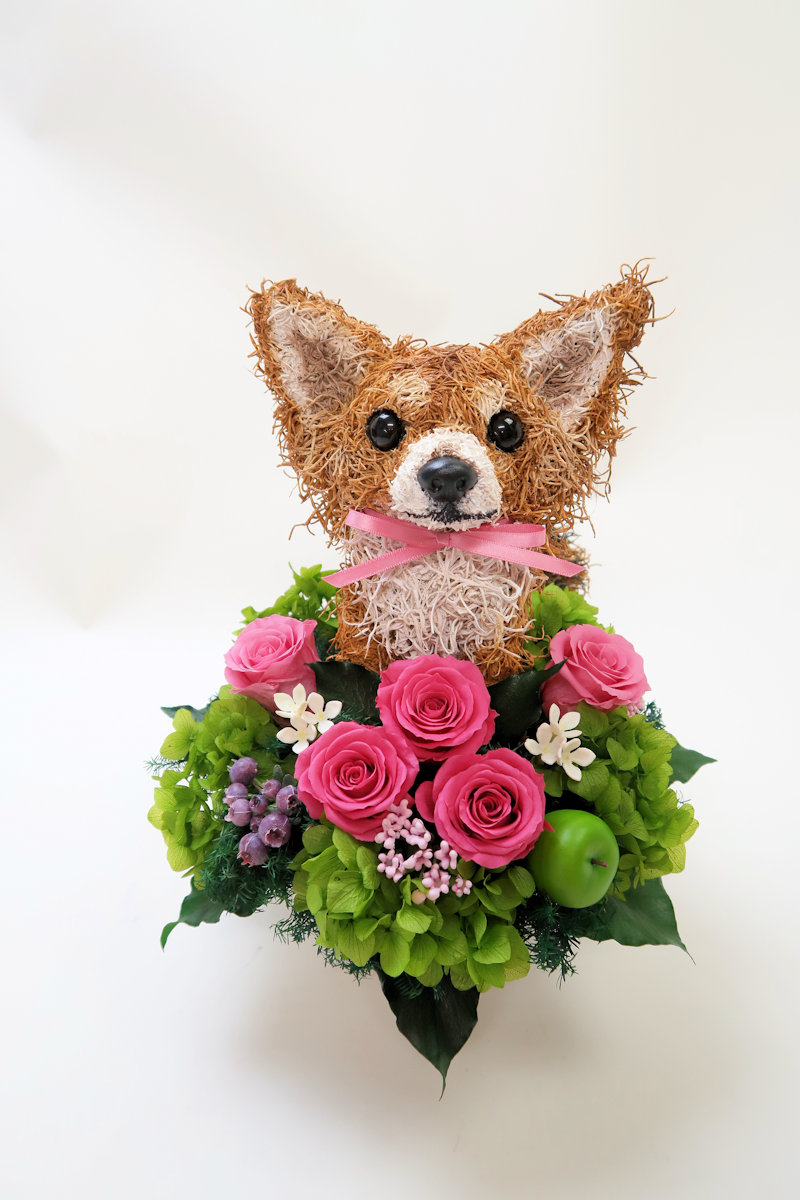 チワワ