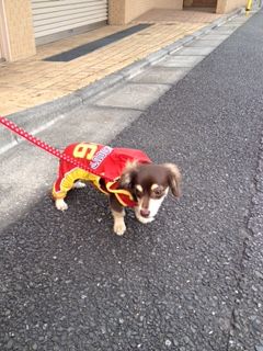 ダックス