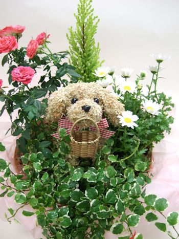 犬の水苔トピアリー寄せ植え