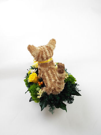 マンチカン 猫花