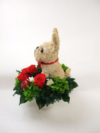 犬花