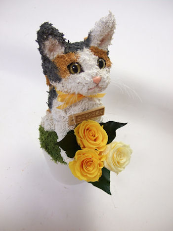 猫 花