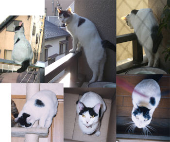 tyoro