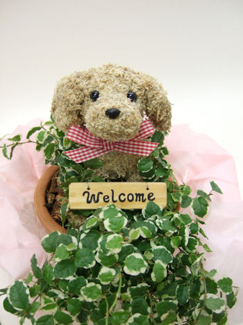 犬の水苔トピアリー