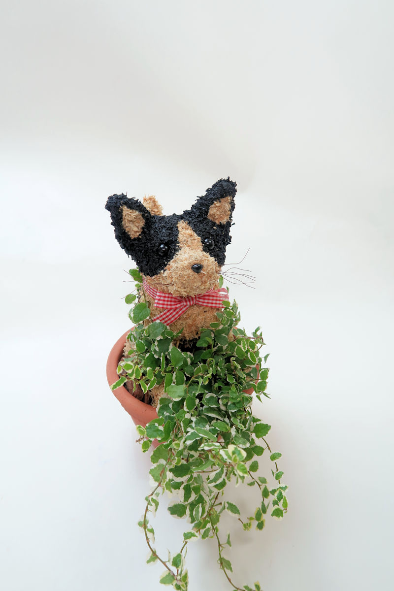 猫のトピアリー鉢植え