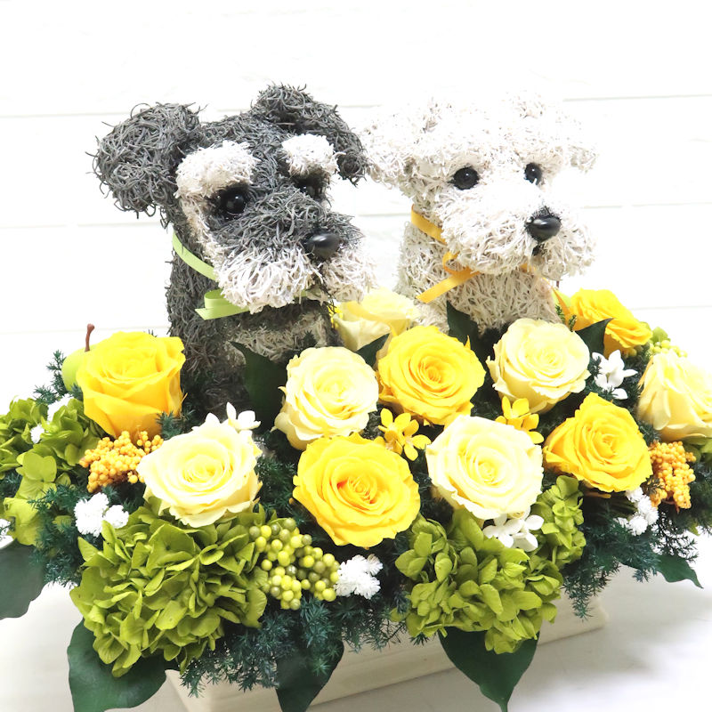 犬花