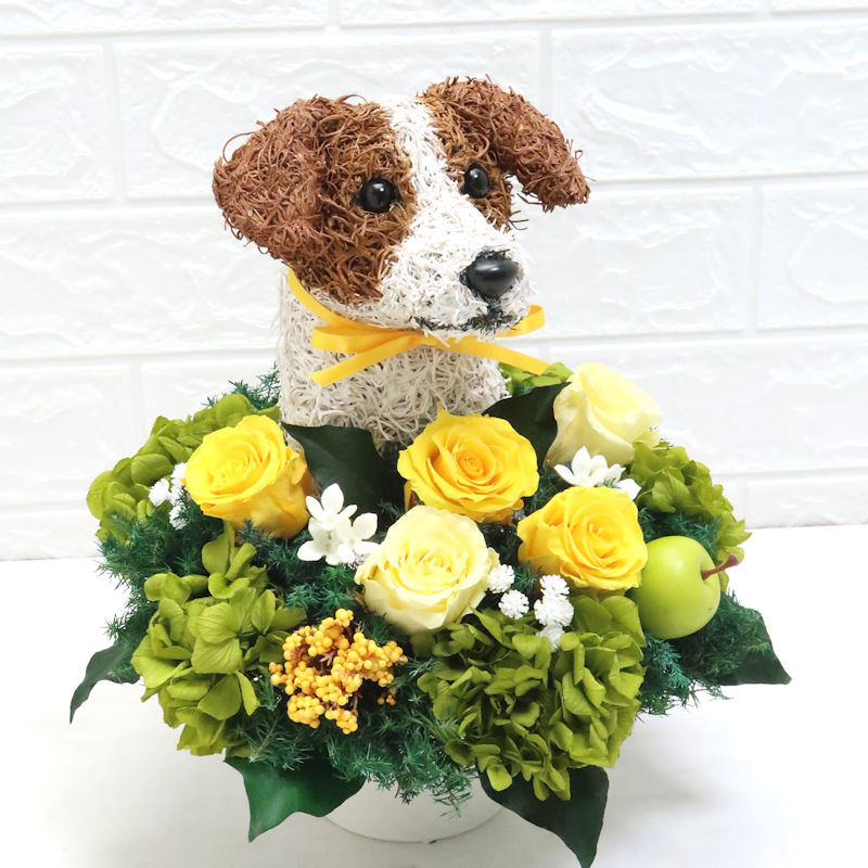 犬花