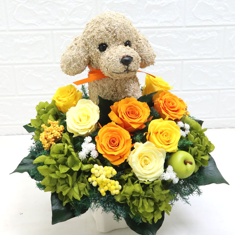 犬花