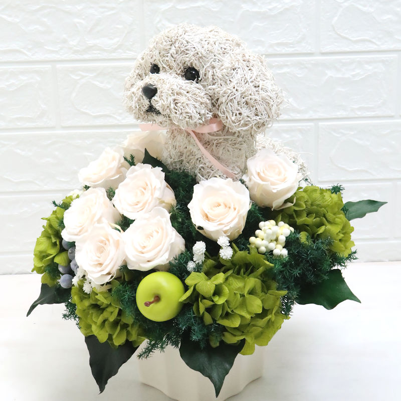 犬花