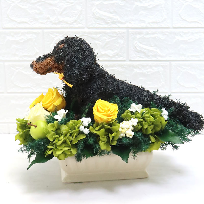 犬花