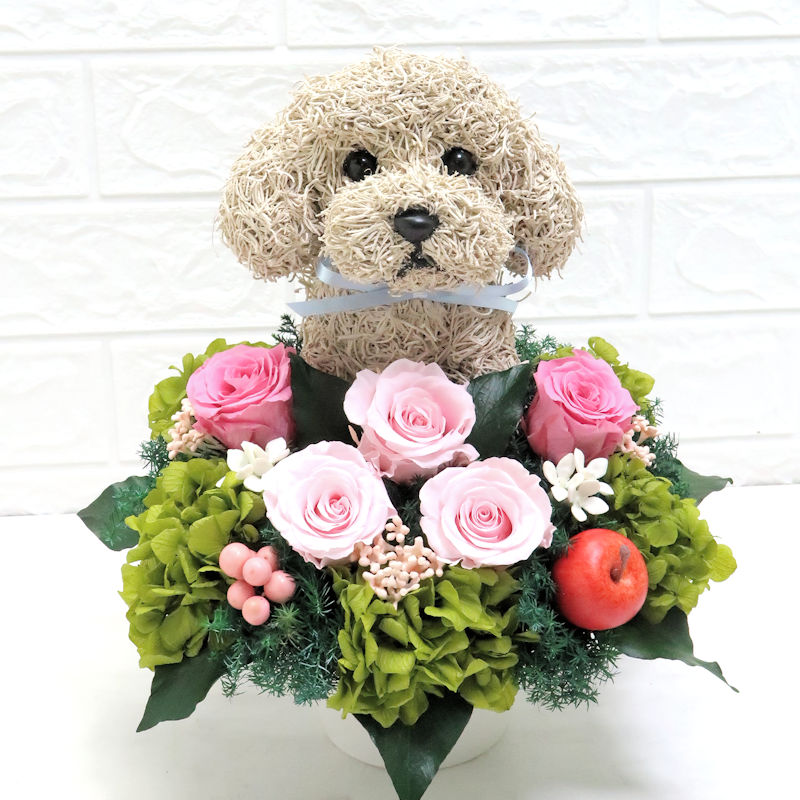 犬花