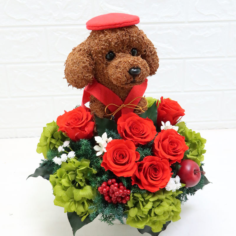 犬花
