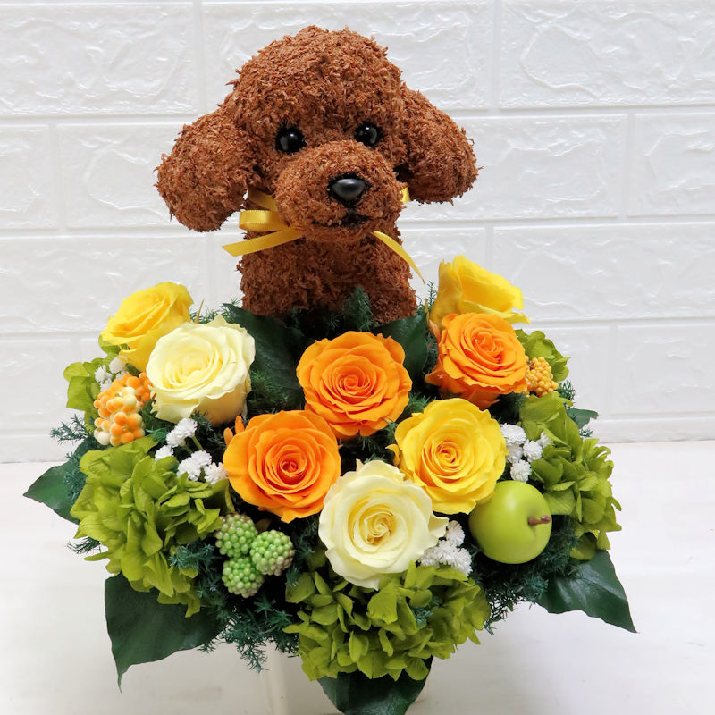 犬花