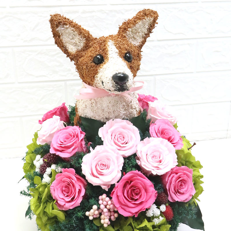 犬花