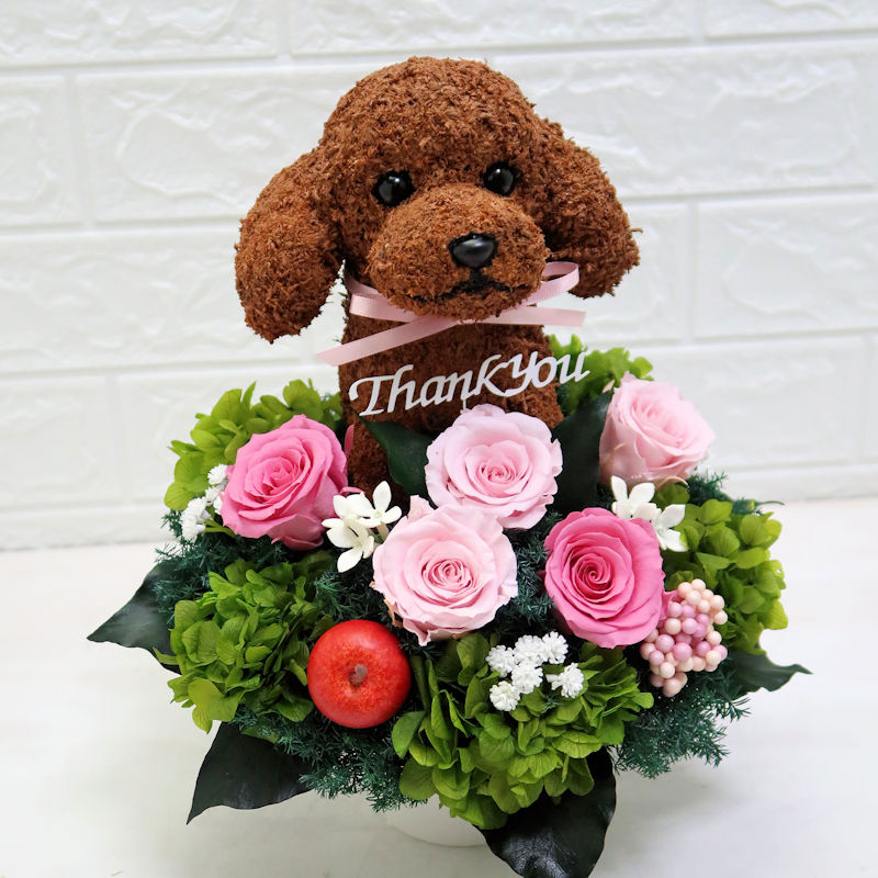 犬花