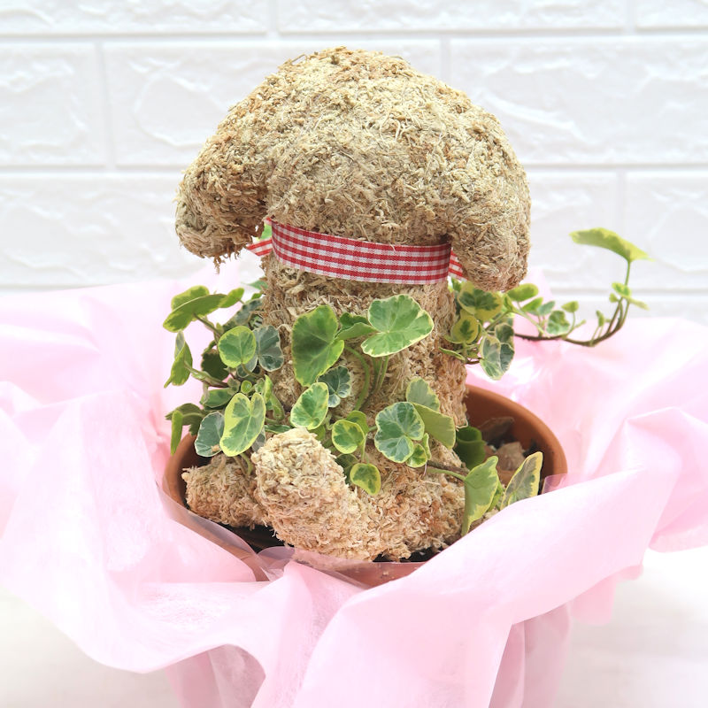 鉢植え　犬