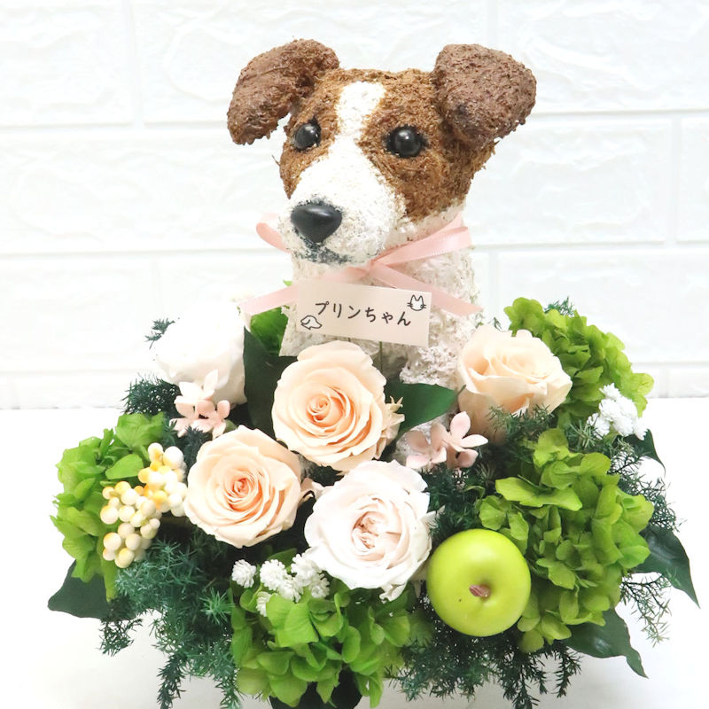 犬花