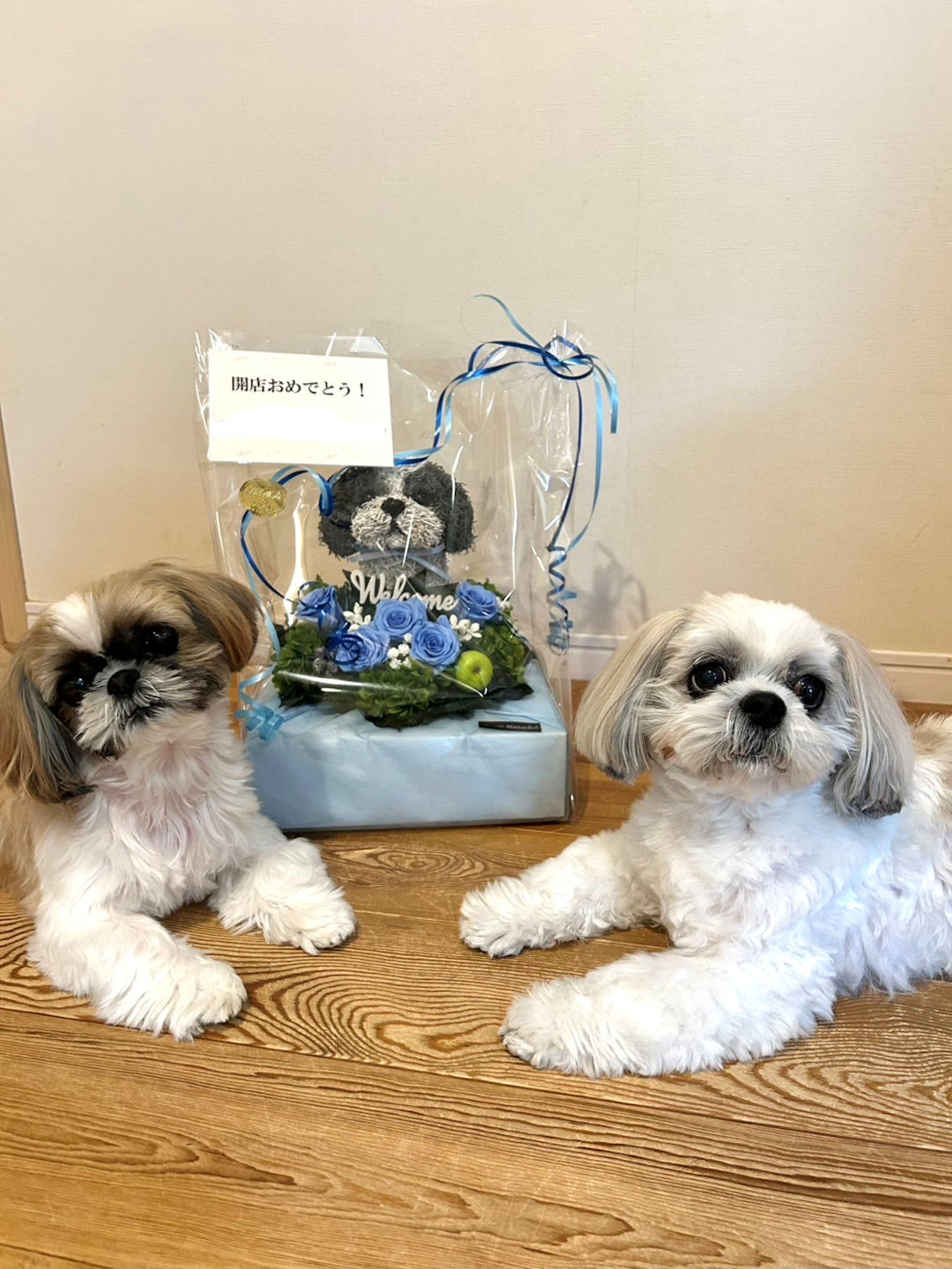 ペットソロン 開店祝い
