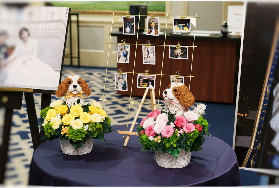 ウェルカムドール犬