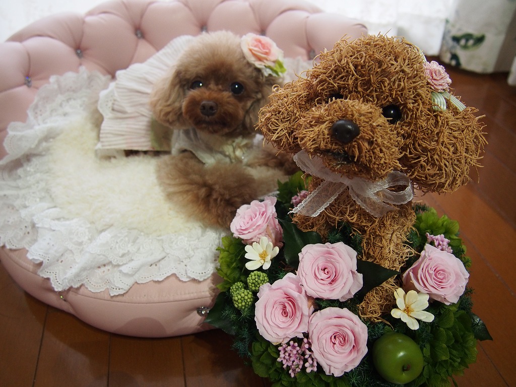 トイプードル 花