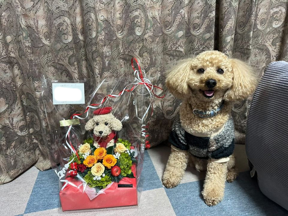 トイプードル 還暦祝い