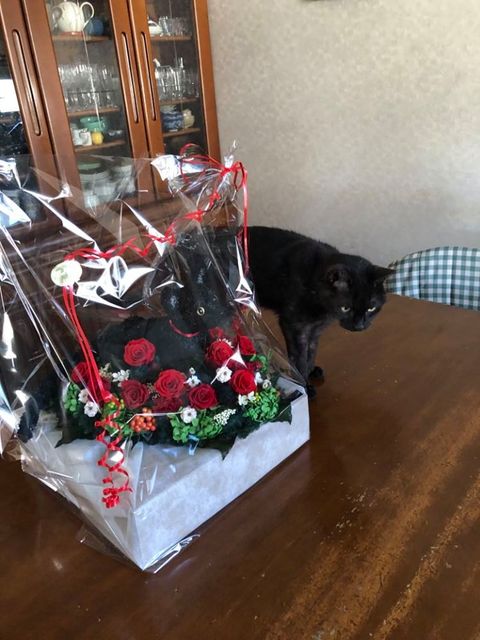 猫誕生日プレゼント